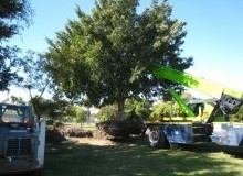 Kwikfynd Tree Management Services
farrantshill
